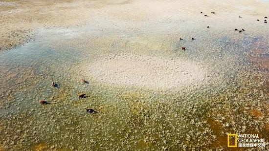 腾格里的湖泊周围水草丰盛，是牧民放养牲畜的天然牧场。