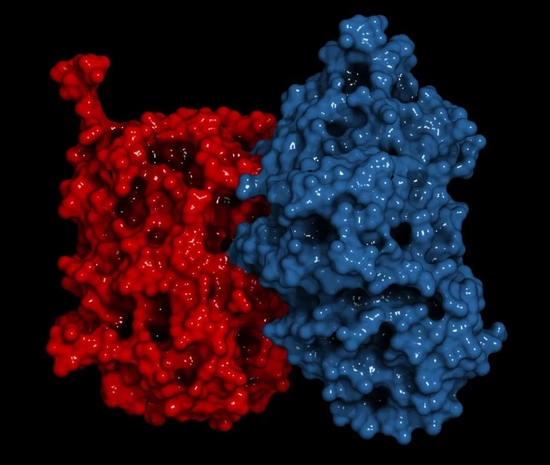 （图为β-葡聚糖分子）