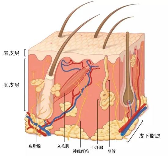 毛孔大到能插秧？别慌来得及还有救