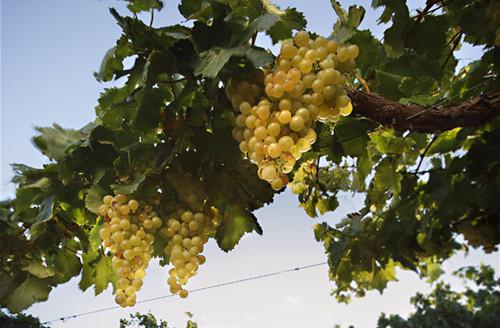 图片来源:Wines of Argentina