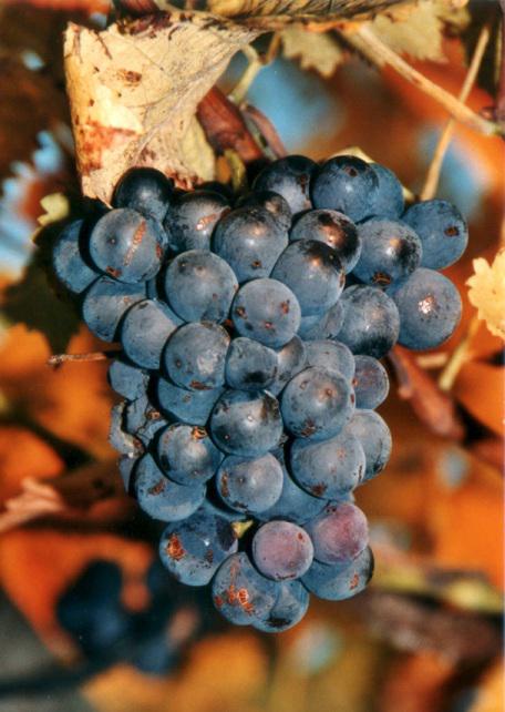 图片来源：Vinopedia