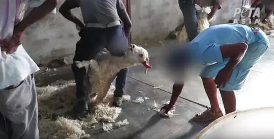 在 PETA 调查人员拍摄的视频中，工人粗鲁处理羊毛