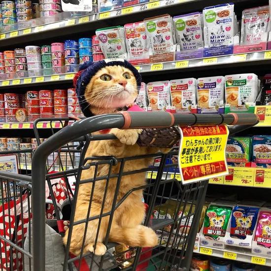 爱逛超市的橘猫走红网络画风认真乖巧萌翻网友