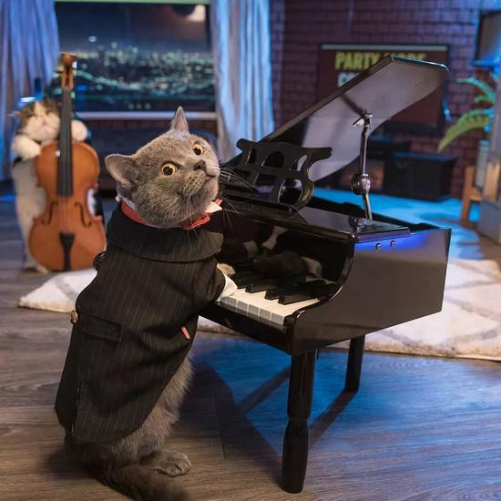 从流浪猫到富翁这只戏精猫逆袭成表情包影帝