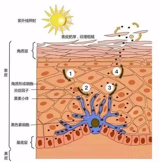 精华液改善暗沉护肤品