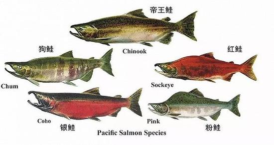 属于大西洋鲑的几种鱼类