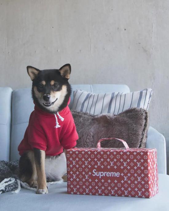 养一只潮hypepet 是什么样的体验 手机新浪网