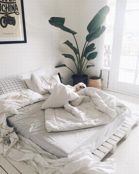 　卧室内摆放绿植 图片源自instagram