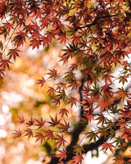 图片来源 ins