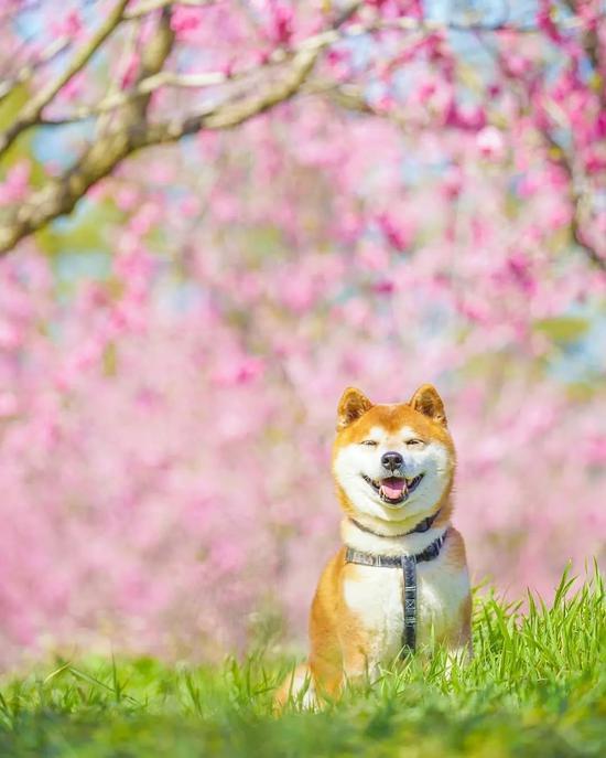 100张柴犬与花的合照治愈了无数人
