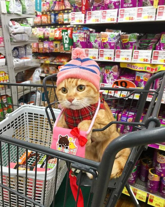 爱逛超市的橘猫走红网络画风认真乖巧萌翻网友