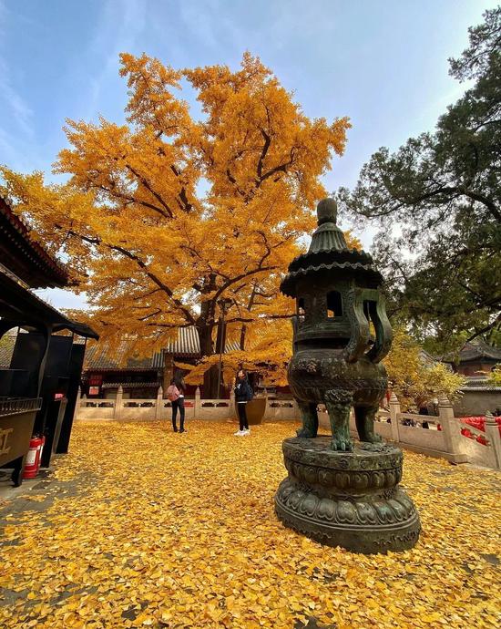 11月来了 有机会一定要去一次北京