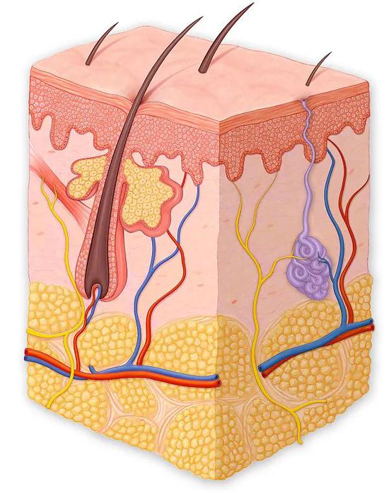受凉后鸡皮疙瘩(为什么受冷会起鸡皮疙瘩)