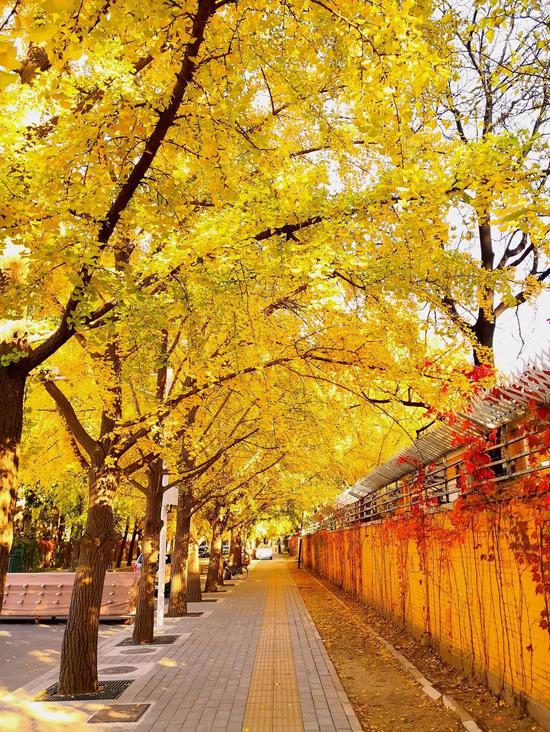 11月来了 有机会一定要去一次北京