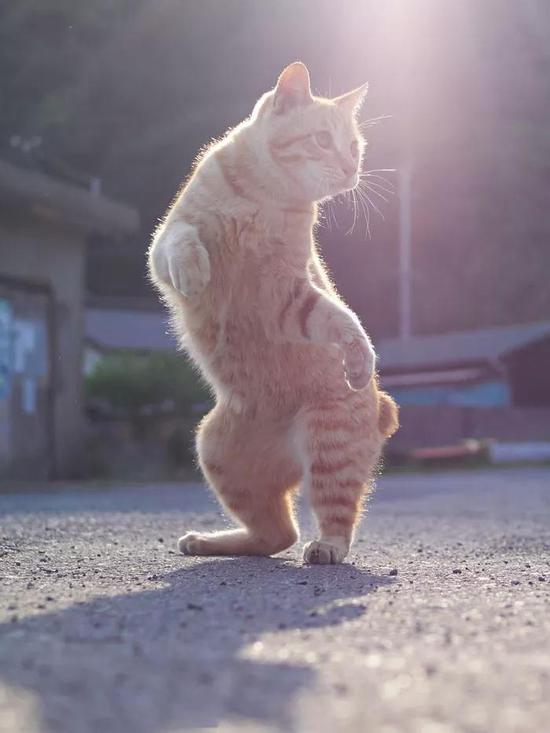 小猫咪的舞蹈动作图片