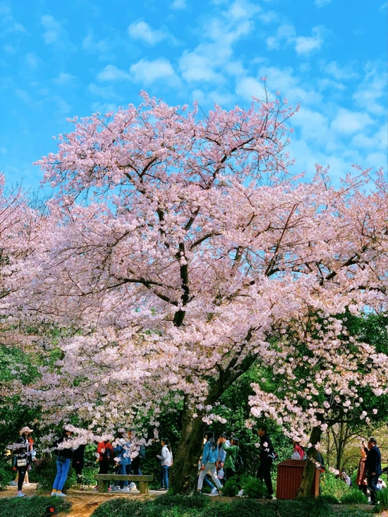 @爱滑雪的梵高
