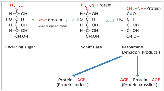 图源：《Advanced glycation end products: Key players in skin aging?》