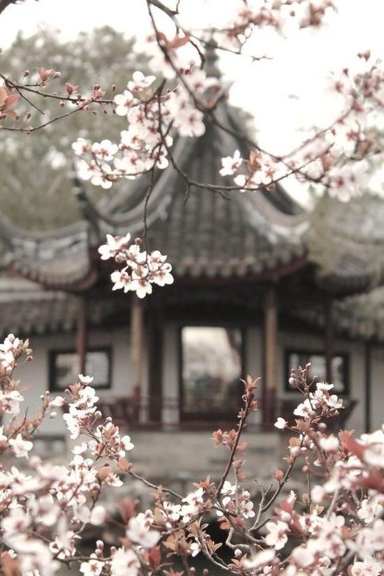 太湖赏樱花 图片来源自PinterestBirhiçkimse