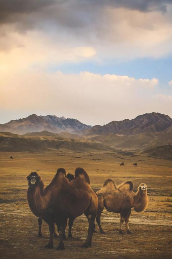 ▲天山下的骆驼，在这个季节吃得好胖