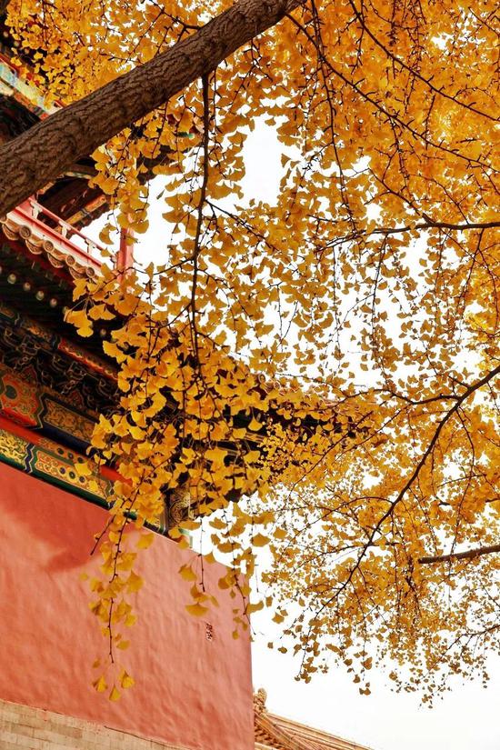 11月来了 有机会一定要去一次北京
