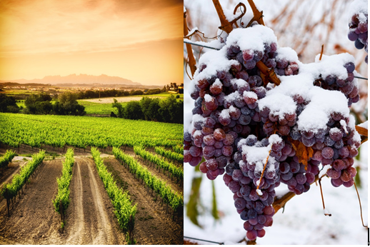 气候是如何影响葡萄酒的？