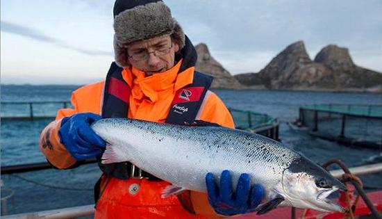 挪威是世界上最大的养殖三文鱼生产国。
