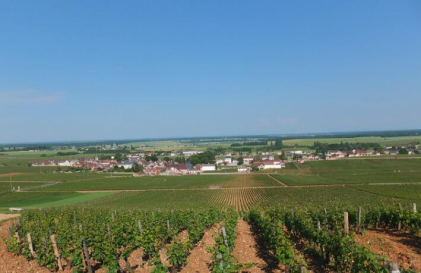 图片来源：Domaine de La Romanee-Conti