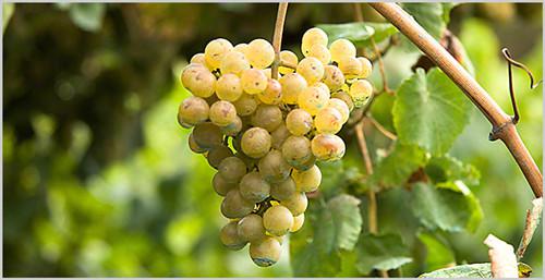 图片来源:Spanish Wine Country