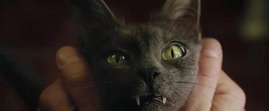 一部吸猫电影简史|地狱|猫|白兰度_新浪时尚_新浪网