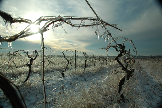 冷凉气候是如何影响葡萄酒的？