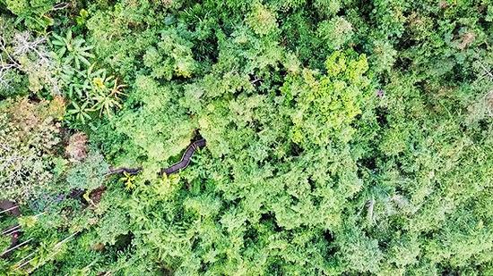 从空中俯视的呀诺达热带雨林