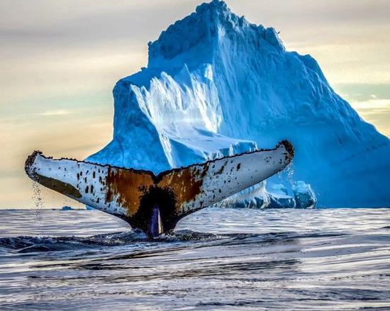 格陵兰观鲸鱼 图片来源自Google