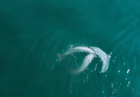 ▲当你在写周报的时候，广东沿海的白海豚正在跃出水面。