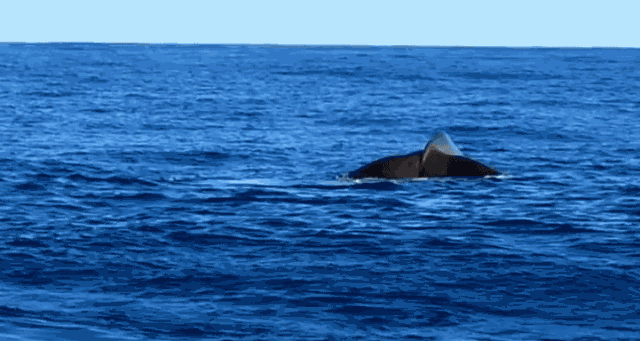 图：@whale watch kaikoura