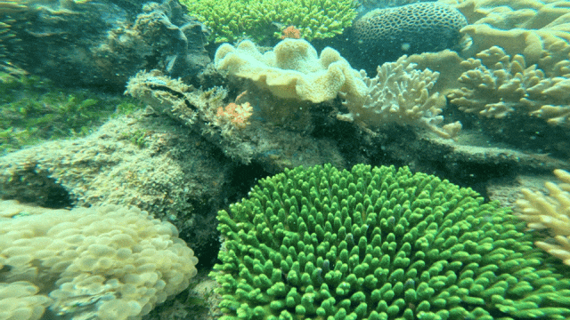 🔺近距离与珊瑚、海草、海星见面 成为海底快乐的“海绵宝宝”（因为大家都戴着萌萌的头盔）