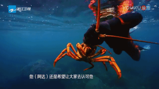 (躲在海底石缝里的大龙虾)