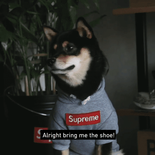 养一只潮hypepet 是什么样的体验 手机新浪网