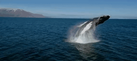 这里是lp最佳旅行国家top1全年均温还免签