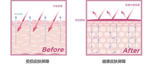 受损皮肤屏障&健康肌肤屏障对比