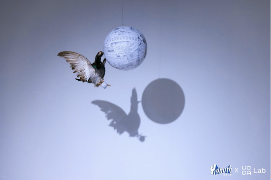 谭英杰，《信鸽》，2020，动物标本，41 × 28 × 30 cm。
