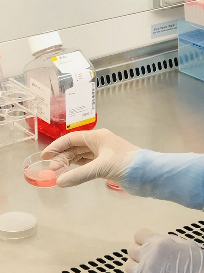 培养皿中的3d全层皮肤模型