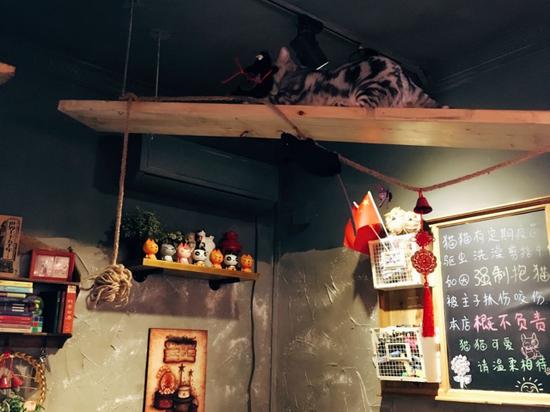 鼓捣猫呢咖啡店里的猫