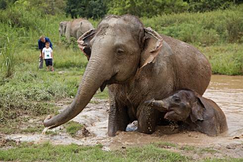 泰国清莱“金三角象园安纳塔拉度假酒店”“陪亚洲象散步”