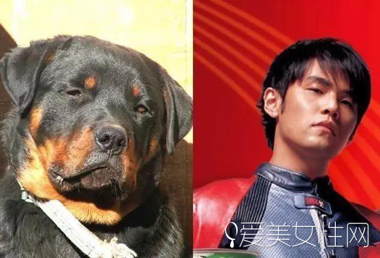 明星撞脸撞到动物界