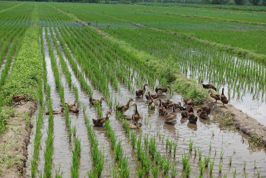 鸭稻田