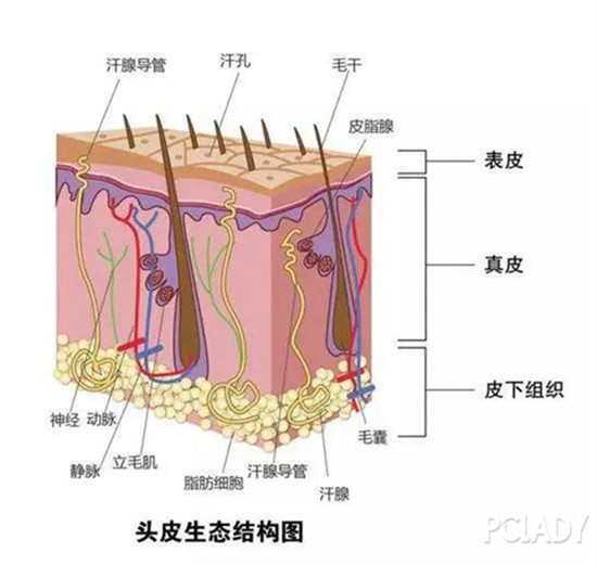 头皮生态结构图