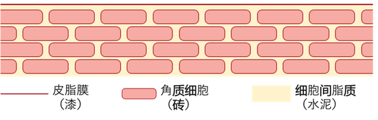 　　▲ 皮肤的天然卫士——肌肤屏障

