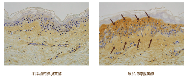 纯粹视黄醇促进透明质酸(玻尿酸)明显增加,有效提升肌肤水润度