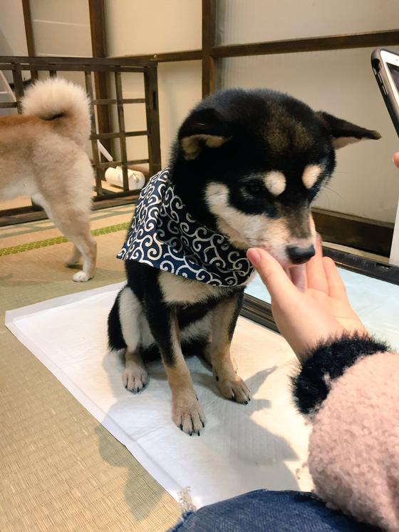 开工大吉超治愈柴犬咖啡厅助你开年鸿运当头 手机新浪网 开工大吉超治愈柴犬咖啡厅助你开年鸿运当头 手机新浪网