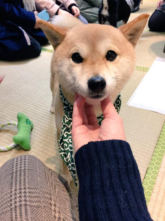 开工大吉超治愈柴犬咖啡厅助你开年鸿运当头 手机新浪网 开工大吉超治愈柴犬咖啡厅助你开年鸿运当头 手机新浪网